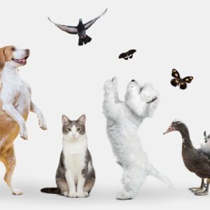 Pets Deals